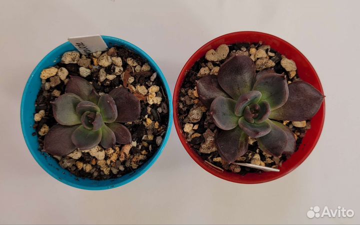 Суккуленты