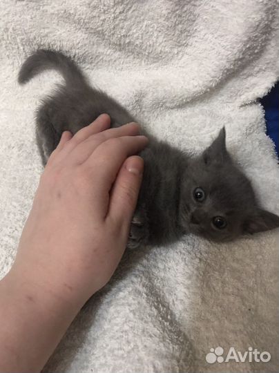 Русская голубая