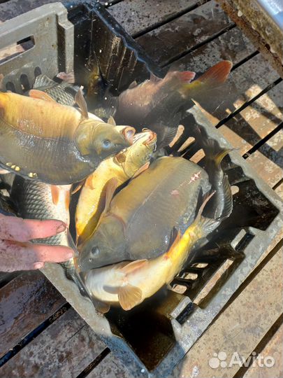 Живая рыба оптом карп толстолобик амур