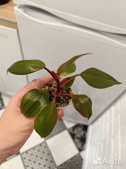 Филодендрон вайт кнайт