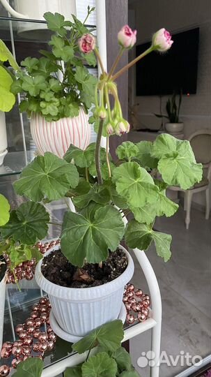 Пеларгония герань