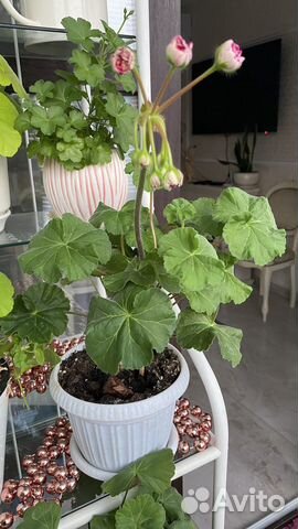 Пеларгония герань