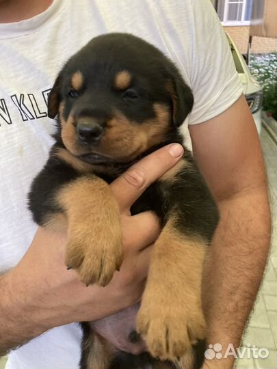 Щенки ротвейлера
