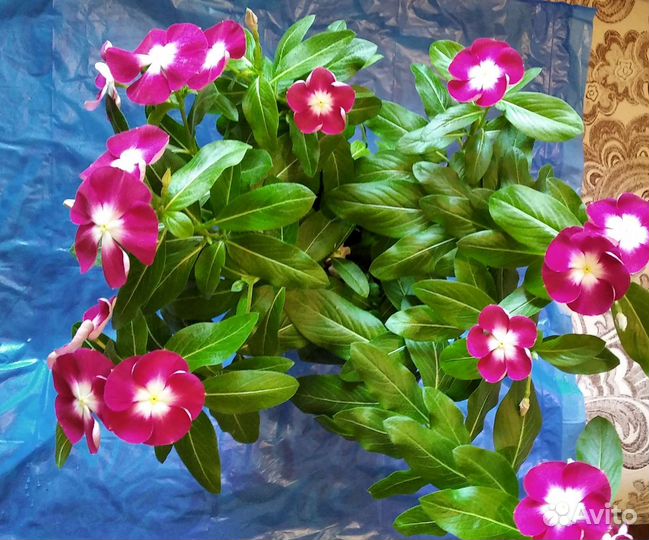 Продается цветы