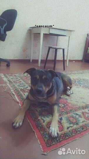 Собака в добрые руки