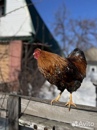 Петух виандот