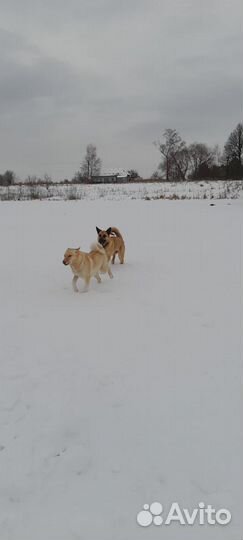 Щенки метисы лайки