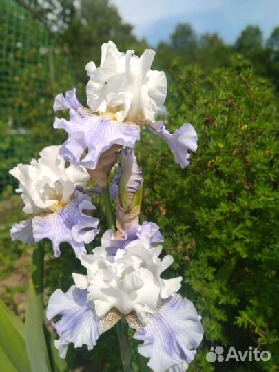 Ирисы
