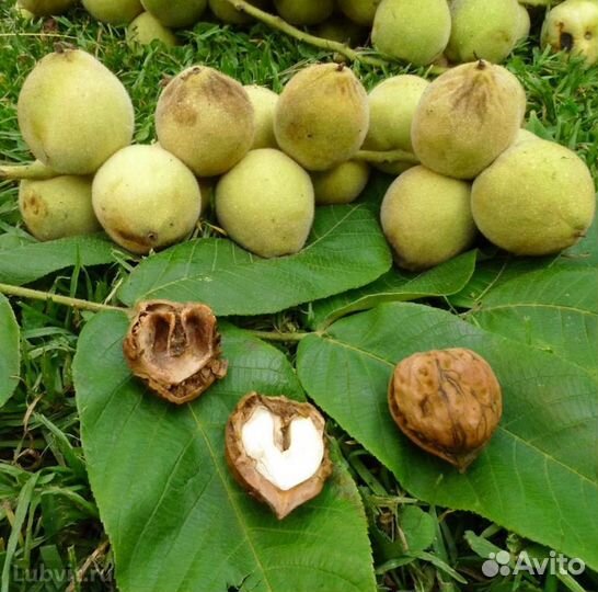 Орех маньчжурский