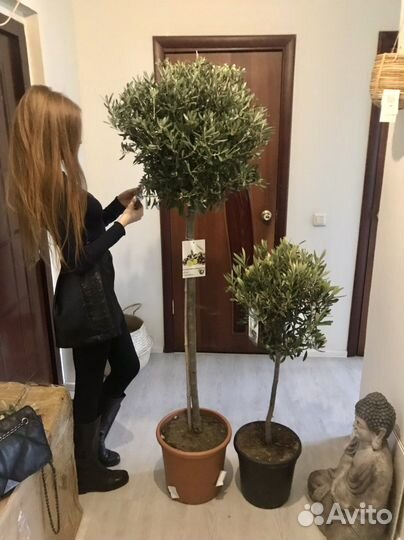 Оливковое дерево, олива, 150см, редкое, наличие