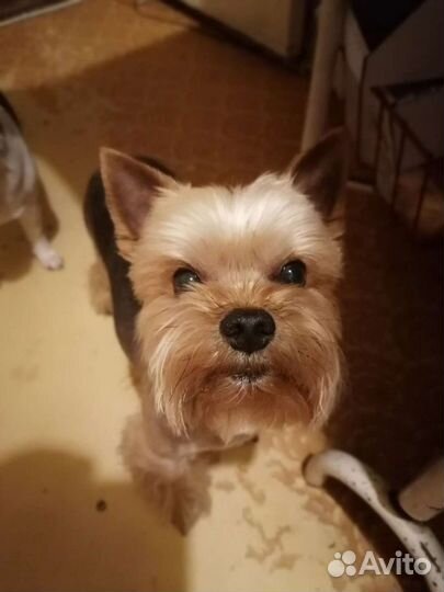 Стрижка собак Грумер