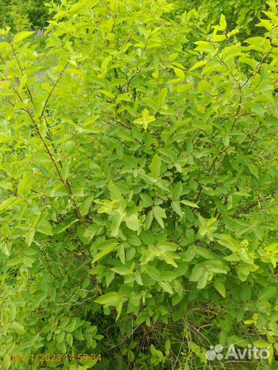 Жимолость Татарская