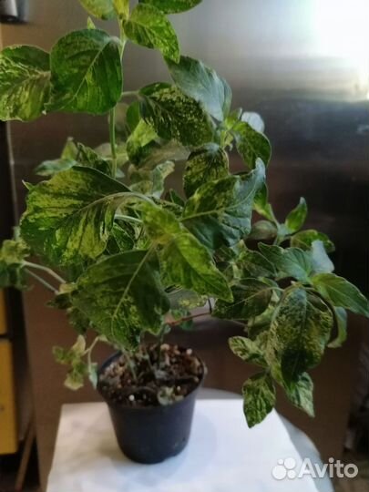 Цветочек белопероне