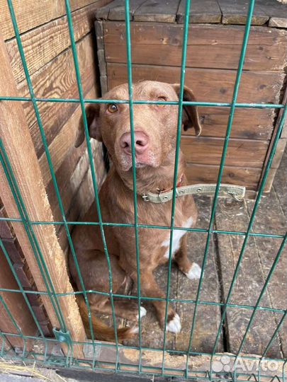 Фенотип бей- ретривера