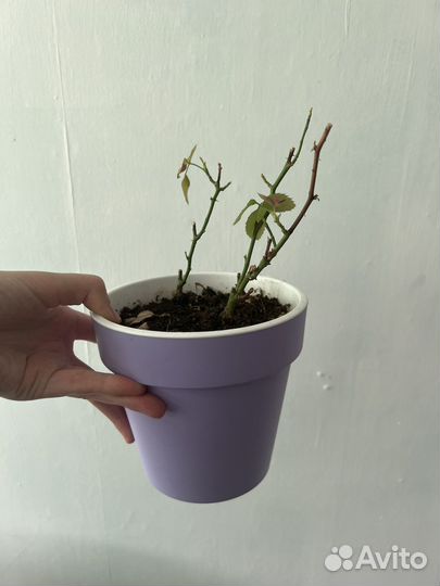 Комнатные цветы розы