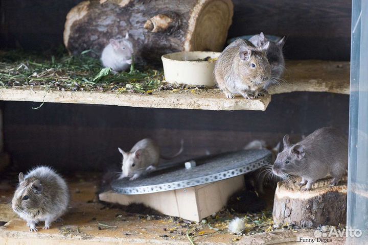 Передержка дегу, крыс, шиншилл, грызунов