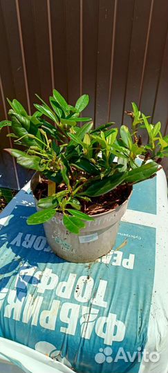 Рододендрон Фантастика (Fantastica)