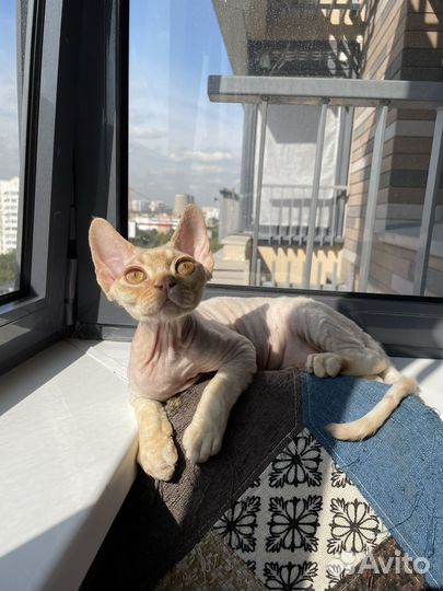 Котик девон рекс Йорик