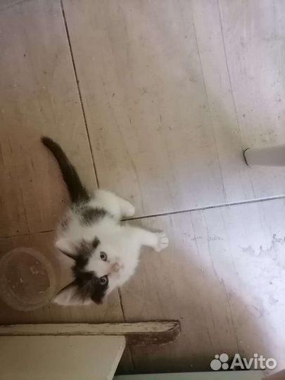 Котята