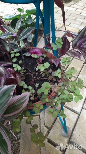 Укорененные черенки традесканции