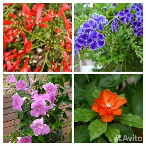 Русселия дуранта пандария пересские золотистая