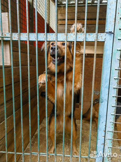 Гарик-любовь и позитив-это он ищет семью