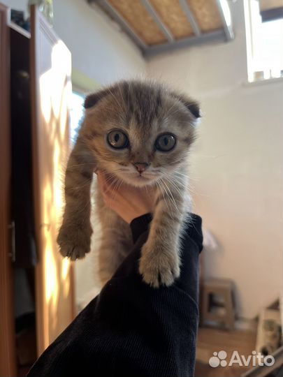 Шотландская