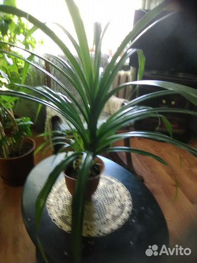 Комнатные цветы