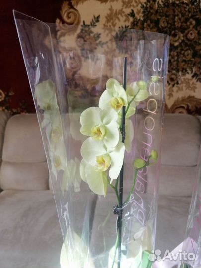 Орхидея фаленопсис