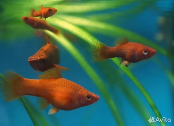 Красивые меченосцы