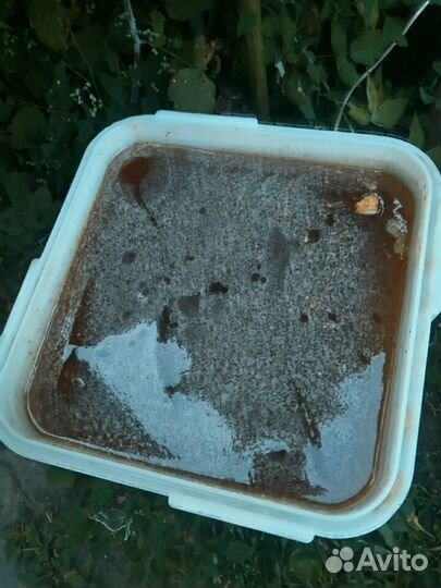 Мёд 2023 с личной пасеки