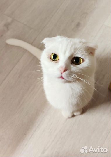 Шотландская вислоухая кошечка в добрые руки