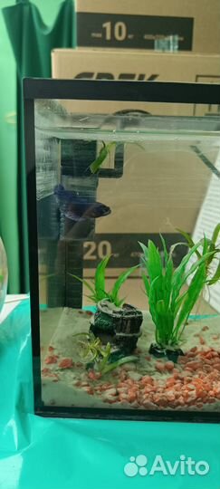 Рыбка петушок самка