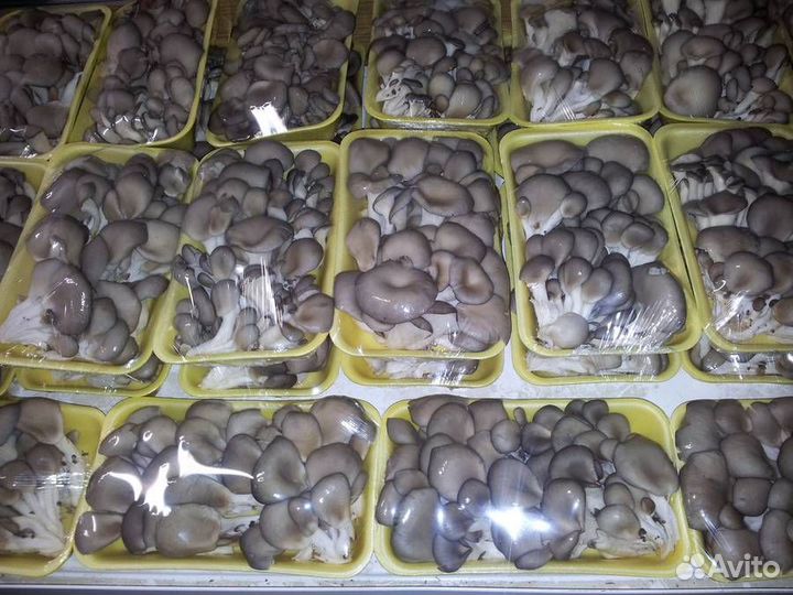 Зерновой мицелий Вешенки