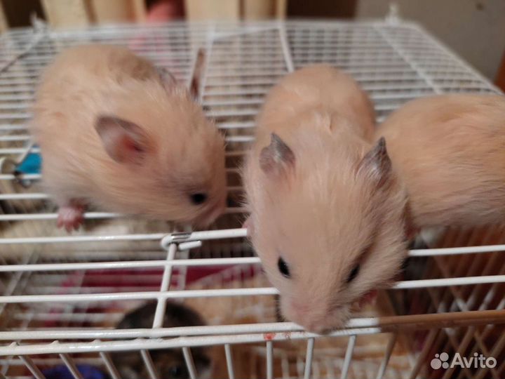 Сирийский хомяк