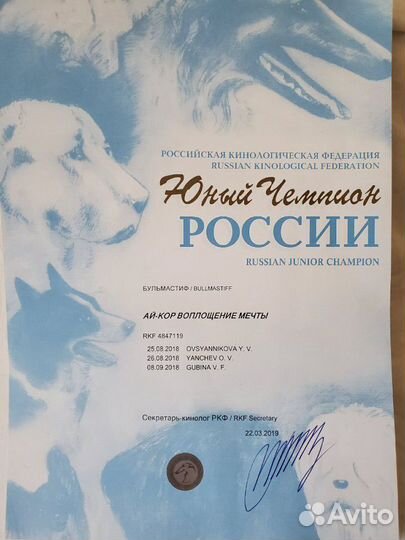 Бульмастиф