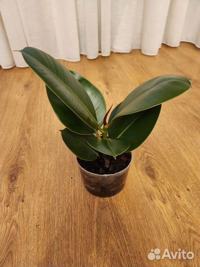 Фикус каучуконосный