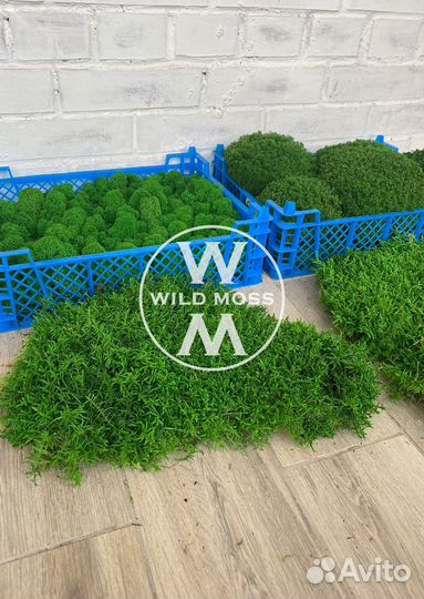 Стабилизированный мох экологичный