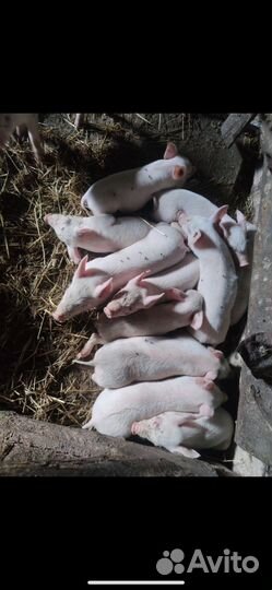 Поросята