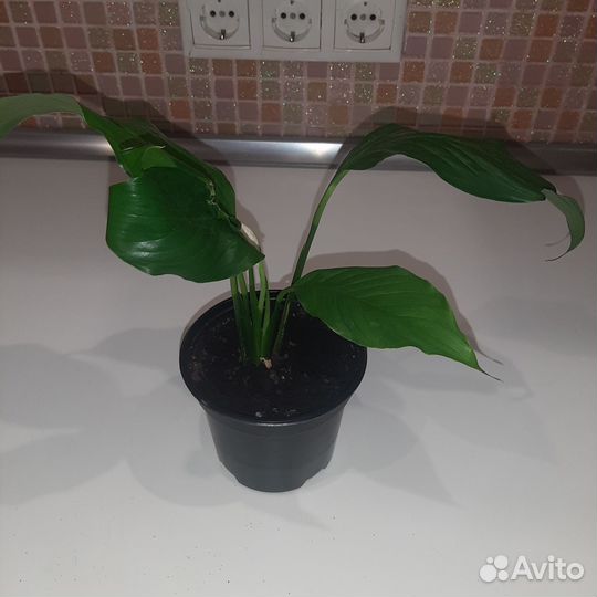 Спатифиллум(женское счастье)