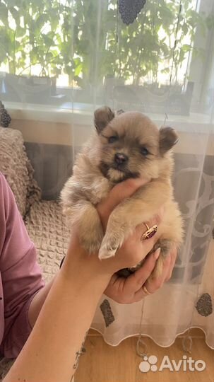 Померанский шпиц