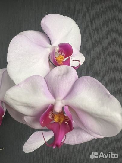 Орхидея фаленопсис