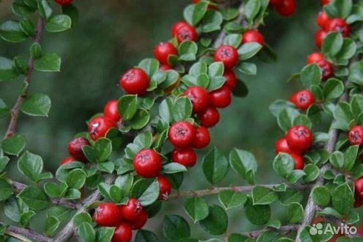 Кизильник блестящий