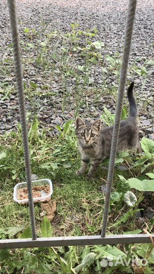 Оливка ищет дом