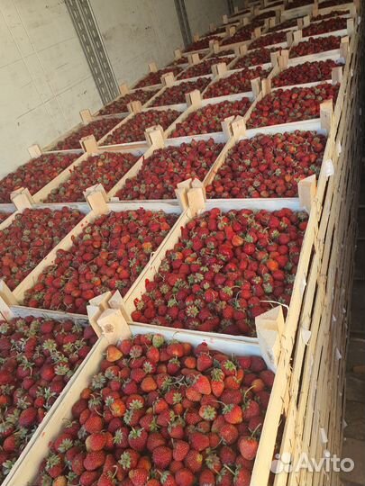 Клубника сорт Любава из Киргизии