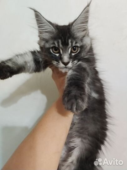 Мейн кун элитные котята с родословной