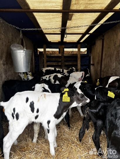 Телята бычки