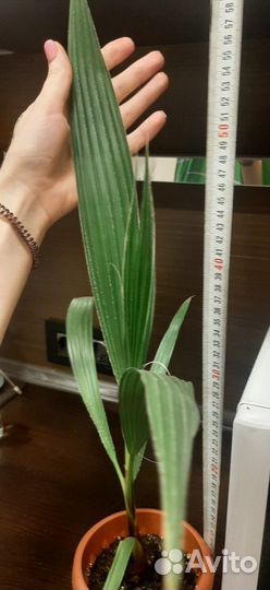 Пальма Вашингтония