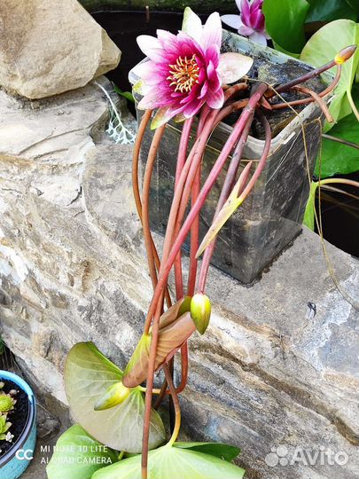 Водяная лилия, (кувшинка), водный гиацинт