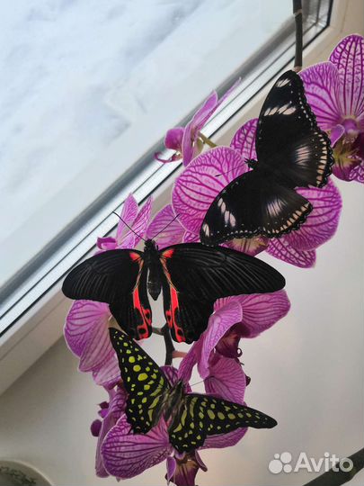 Необычный подарок